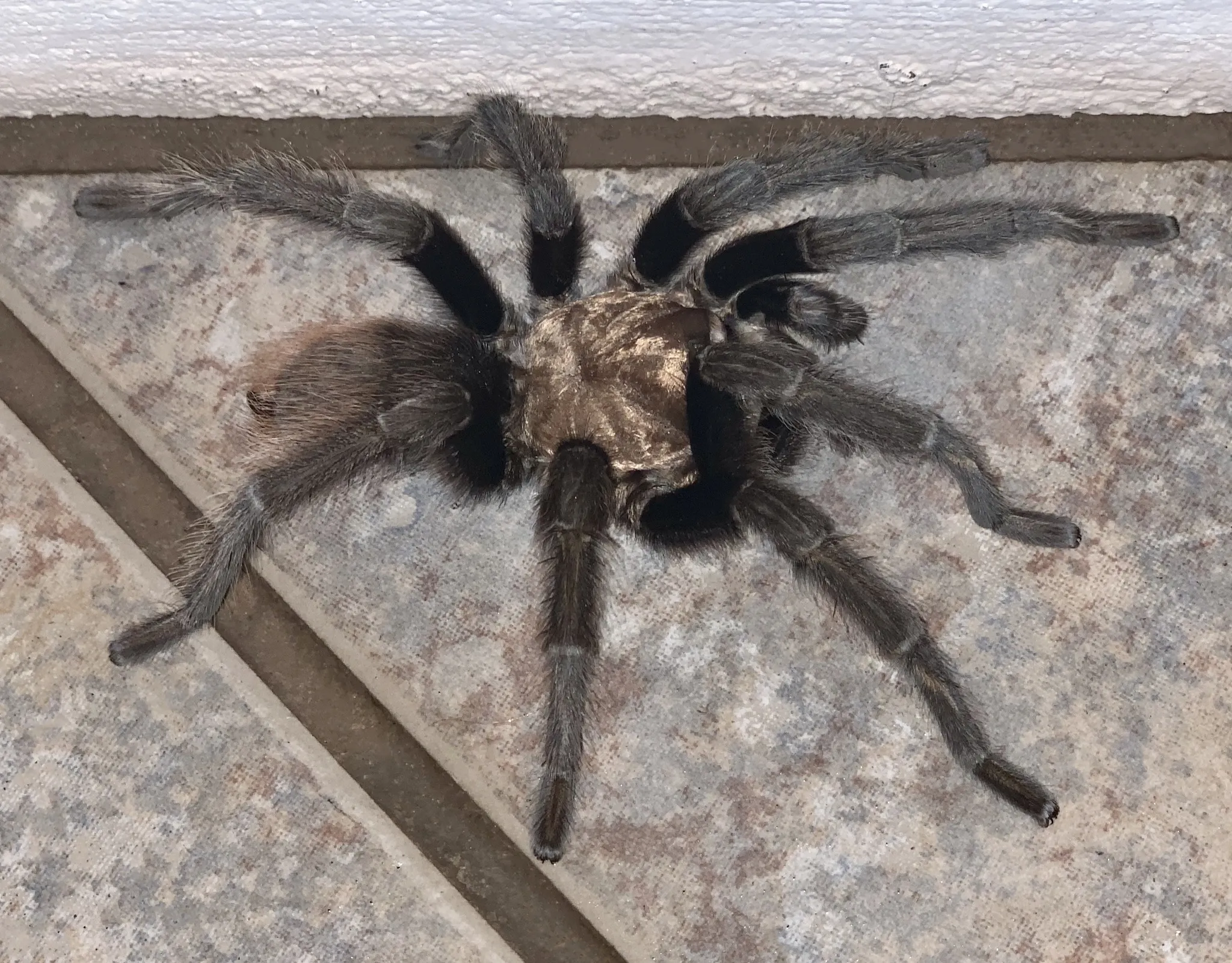 /img/16522-arizona-blond-tarantula-pet.webp