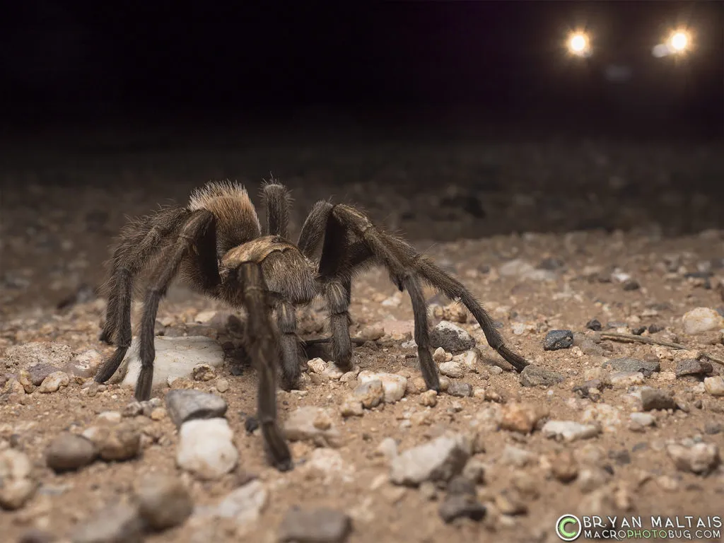 16522 arizona blond tarantula size