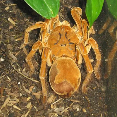 16523 goliath tarantula hiding place