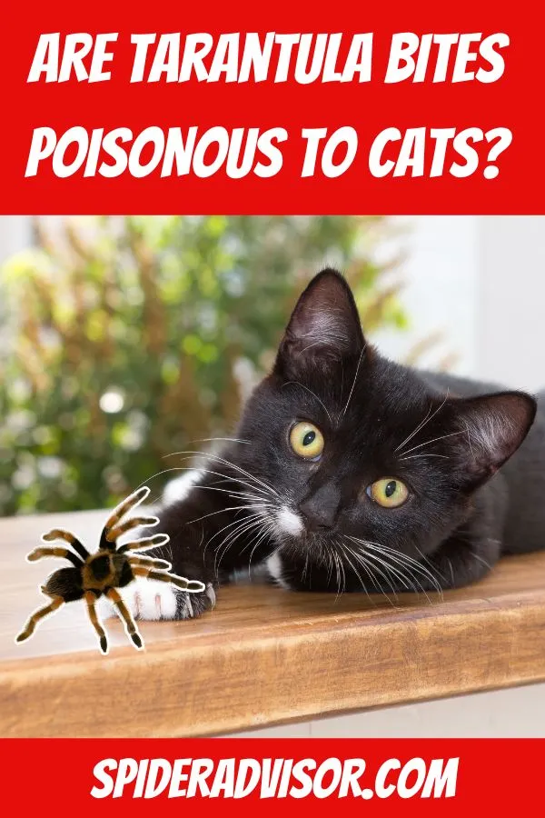 16524 dog allergy symptoms