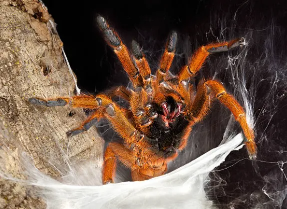 16524 dog paw tarantula