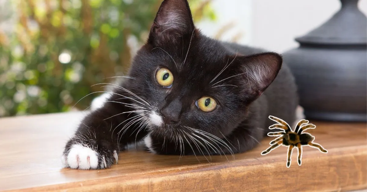 16524 tarantula species map