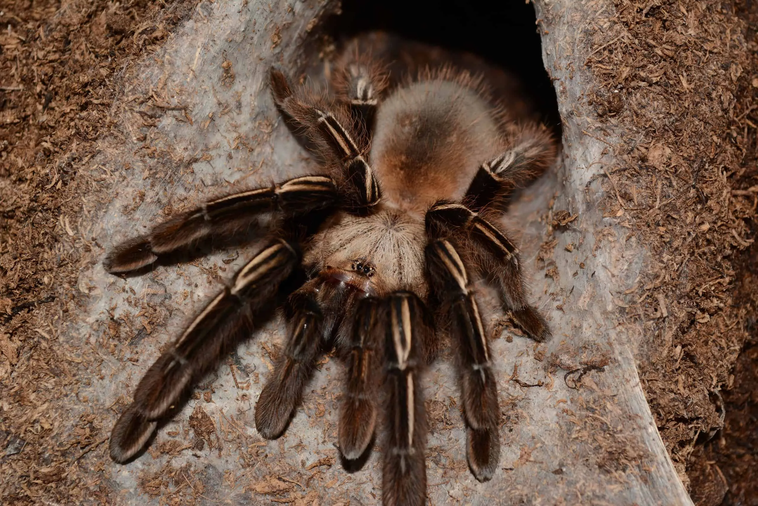 16527 tarantula antivenom