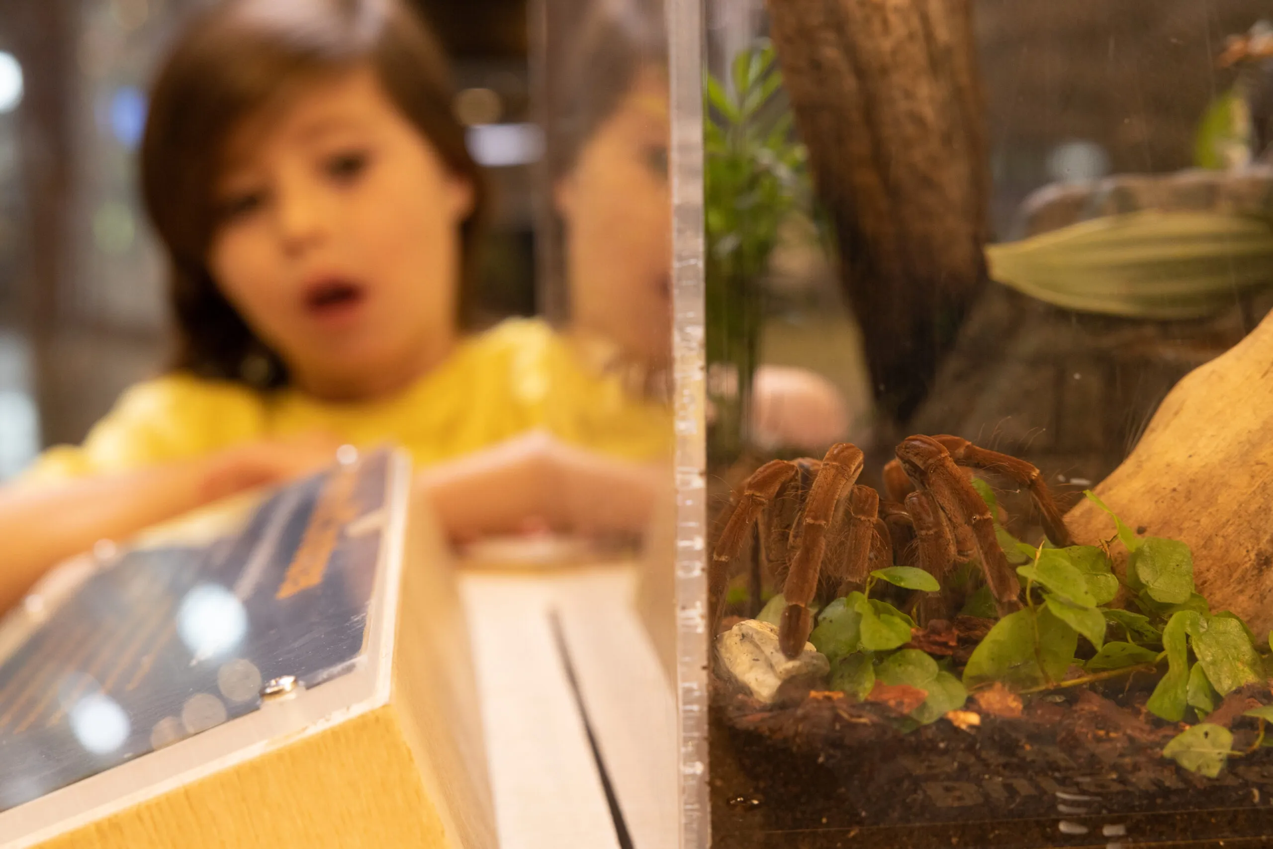 16527 tarantula bite symptoms