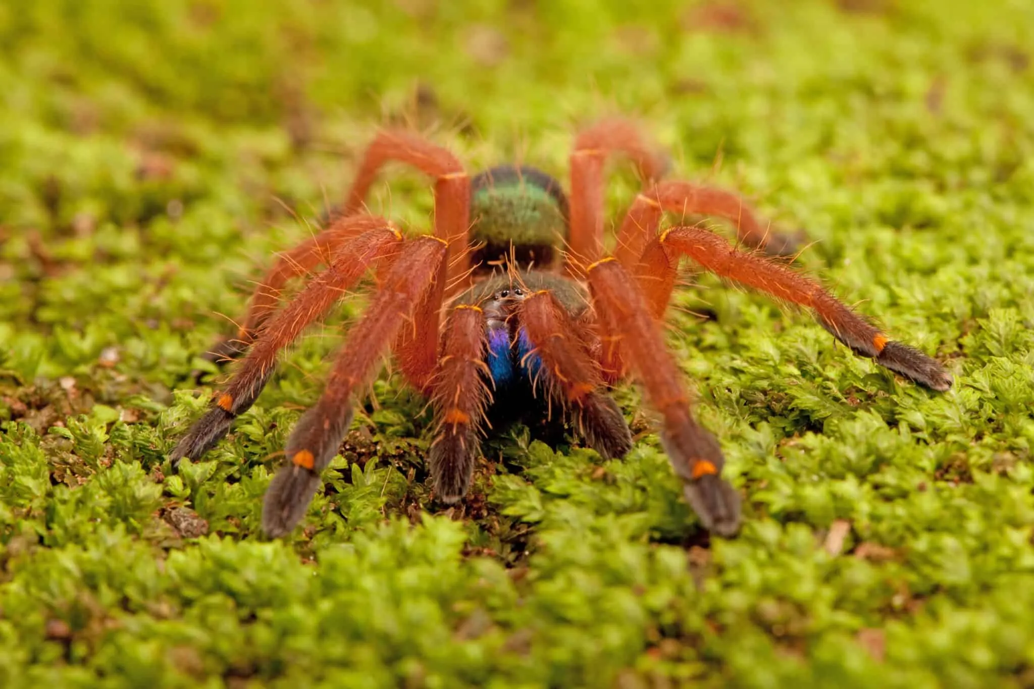 /img/16527-tarantula-venom-research.webp