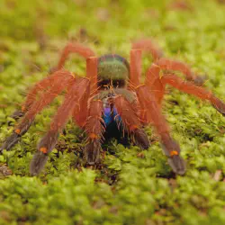 /img/16527-tarantula-venom-research.webp