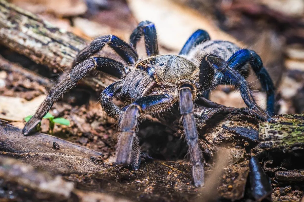 16528 blue tarantula handling