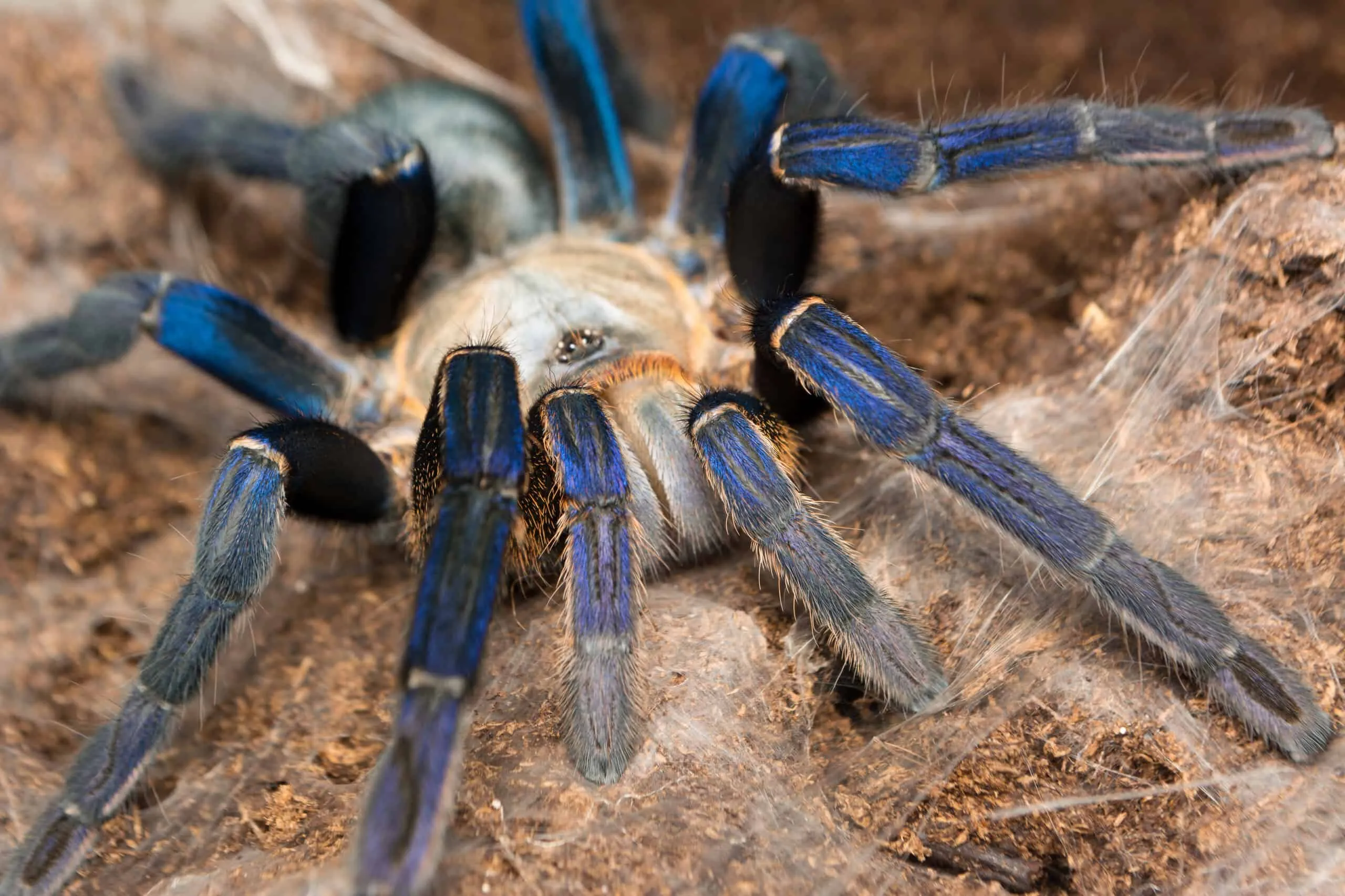 /img/16528-blue-tarantula-lifespan.webp