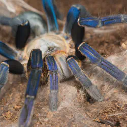 /img/16528-blue-tarantula-lifespan.webp