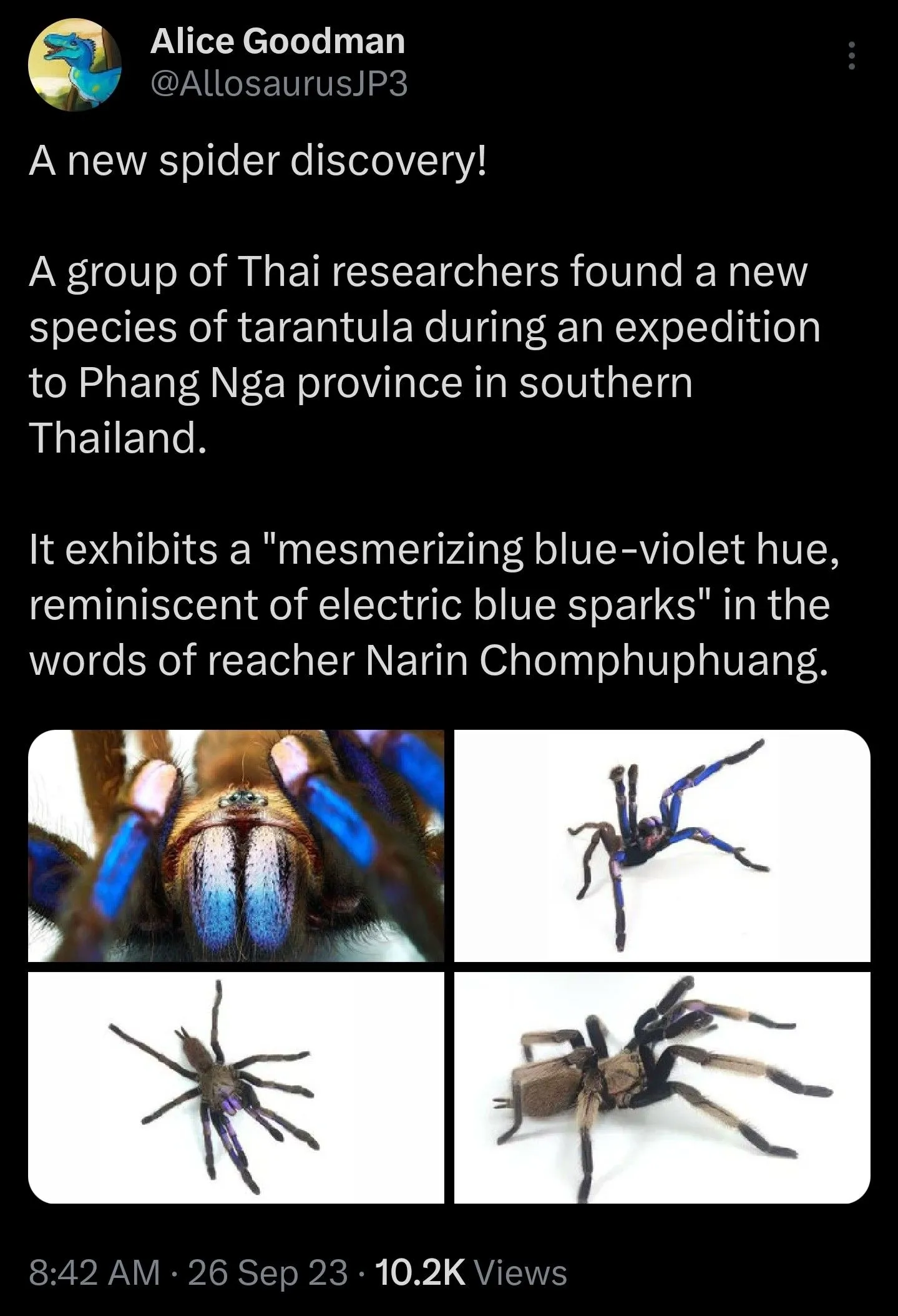 16528 blue tarantula spider