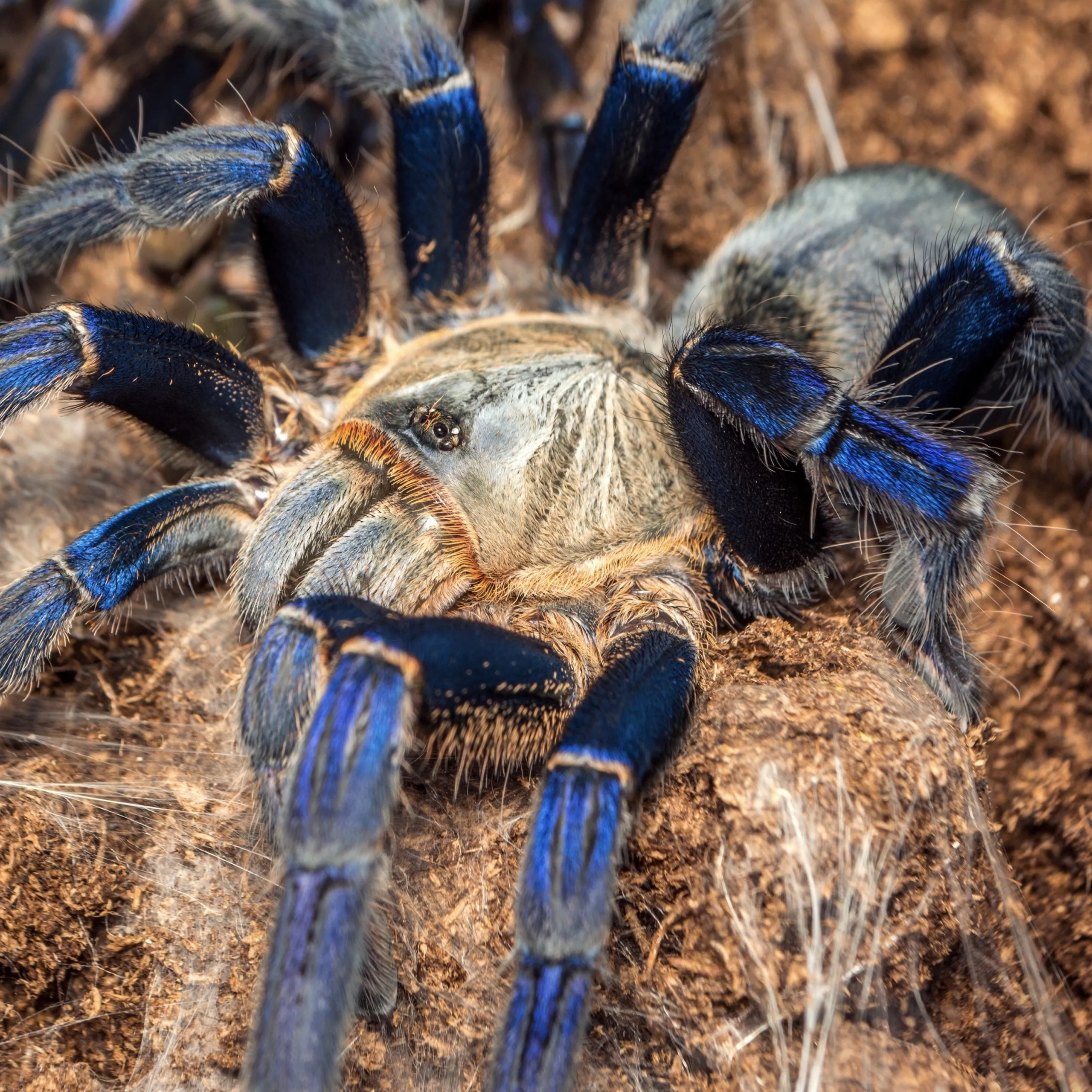 16528 blue tarantula venom