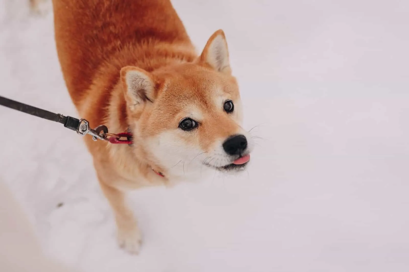16529 hygrometer in tarantula enclosure