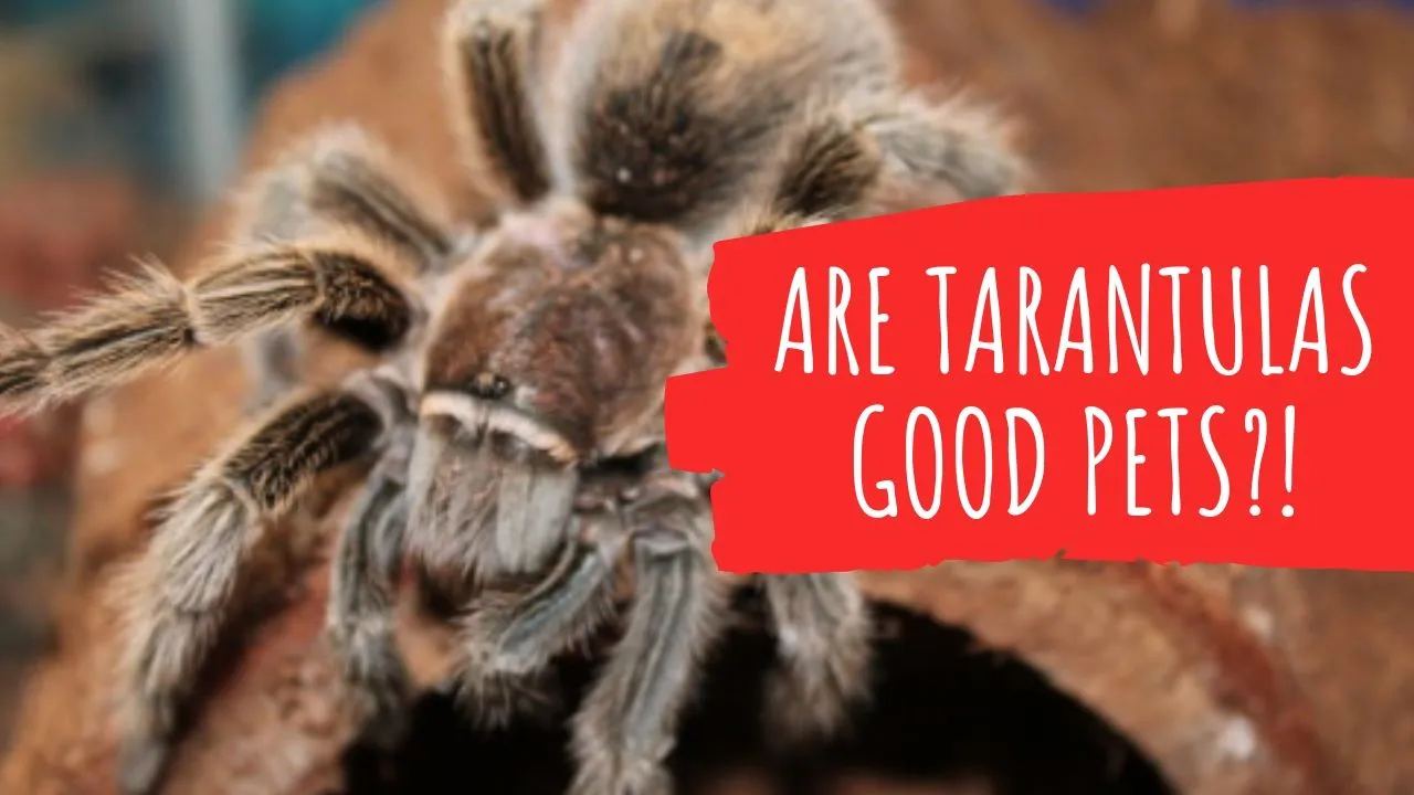 16530 dog safe environment