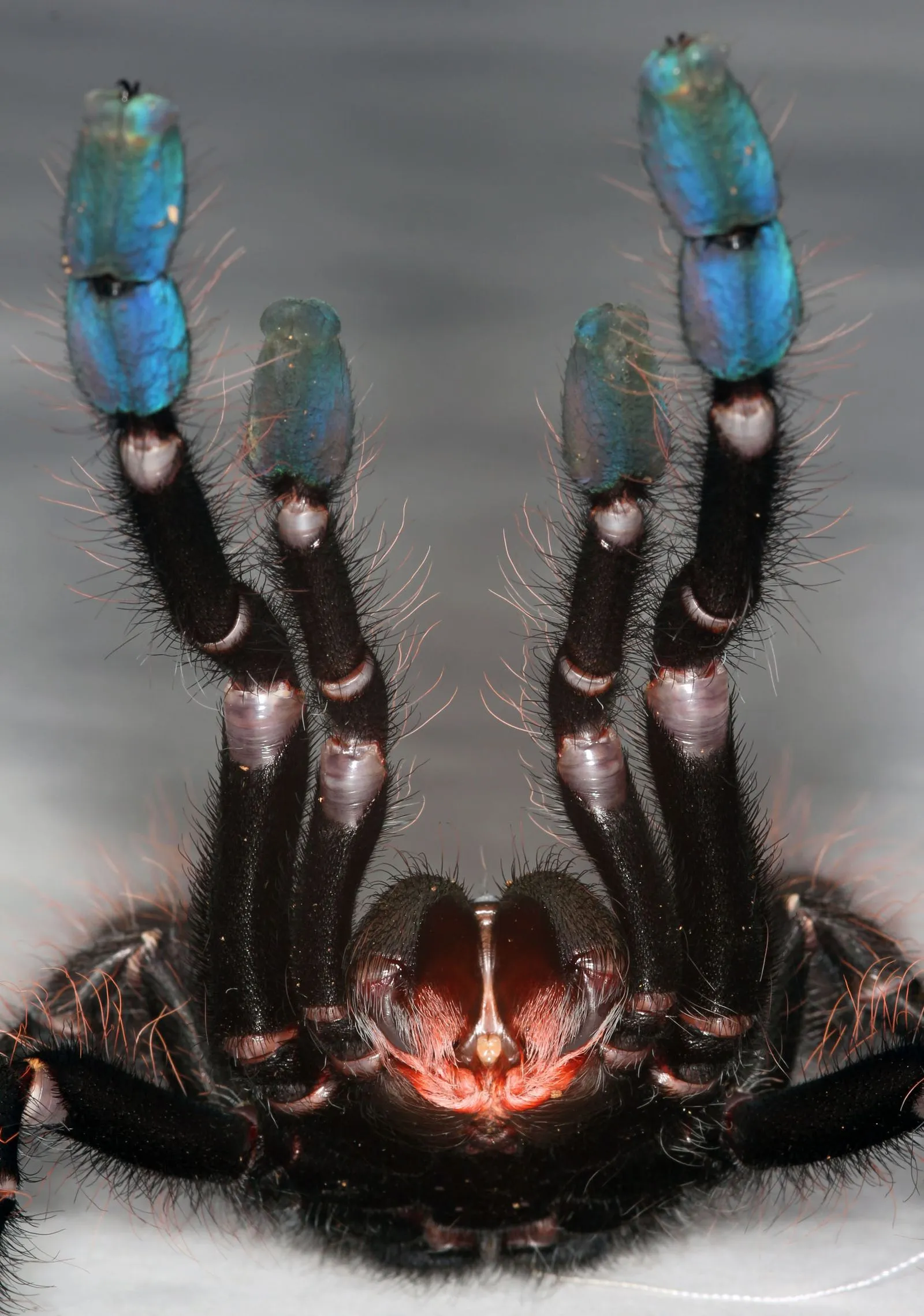 /img/16530-tarantula-venom-effect.webp
