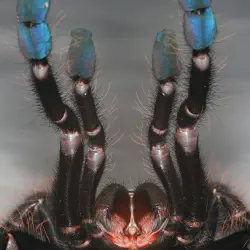 /img/16530-tarantula-venom-effect.webp