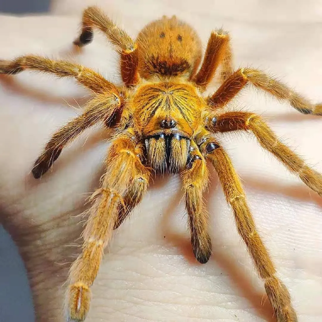 16533 obt tarantula coloration
