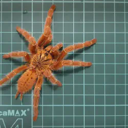 /img/16533-obt-tarantula-handling.webp