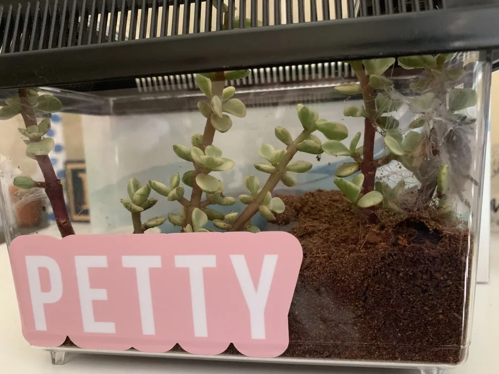 16533 obt tarantula online store