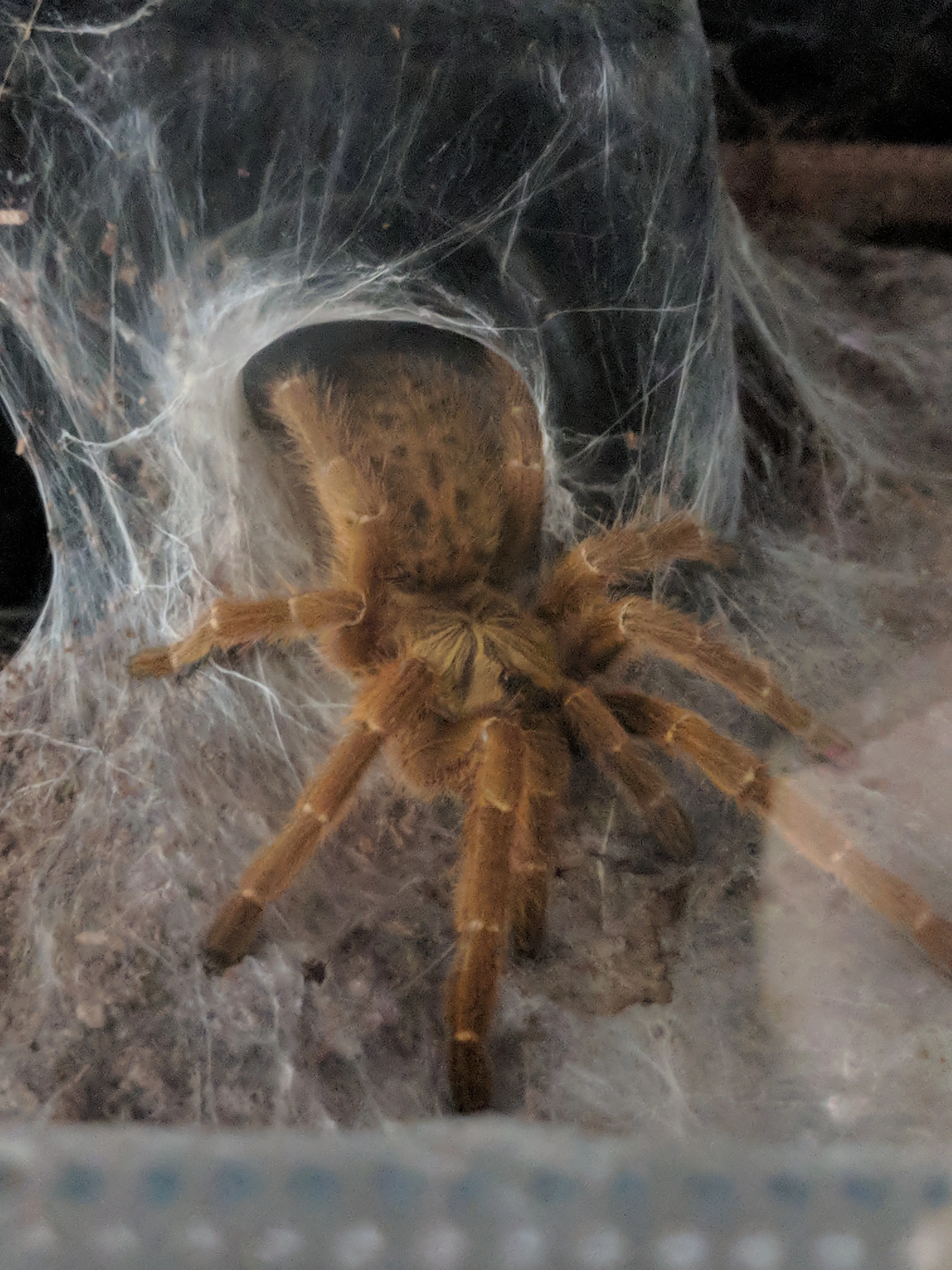 16533 obt tarantula size comparison