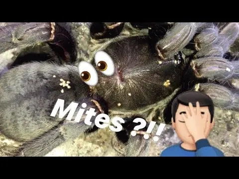 16534 tarantula enclosure mites