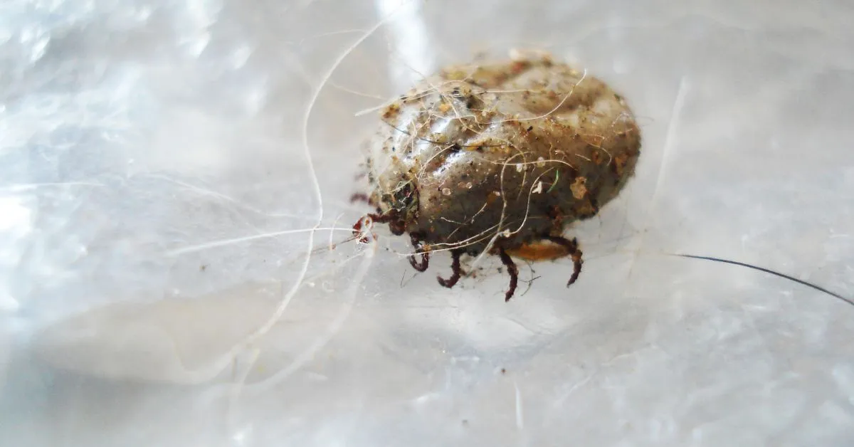 16534 tarantula mite prevention