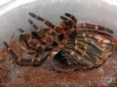 16535 chaco golden knee molting process