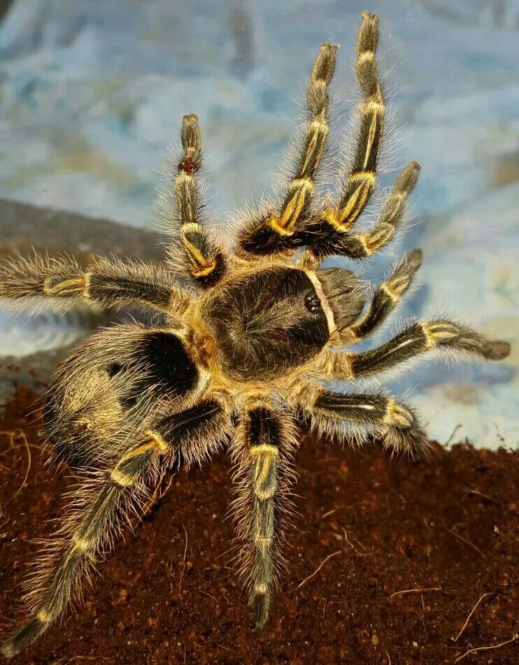 16535 tarantula enclosure