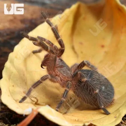 /img/16535-tarantula-feeding.webp