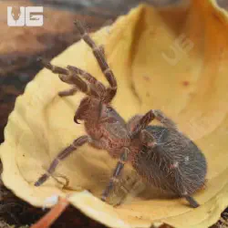 /img/16535-tarantula-feeding.webp