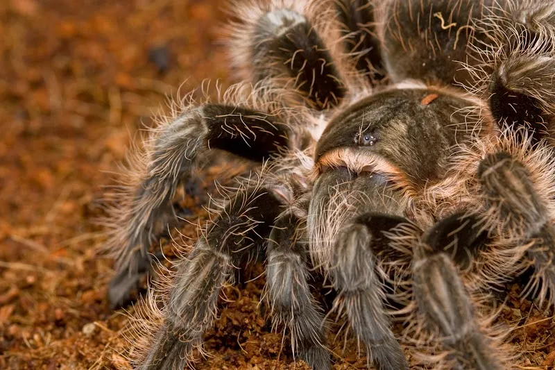 16536 female tarantula breeding