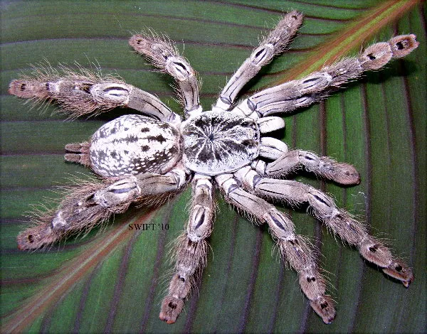 /img/16536-female-tarantula-health.webp
