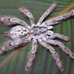 /img/16536-female-tarantula-health.webp