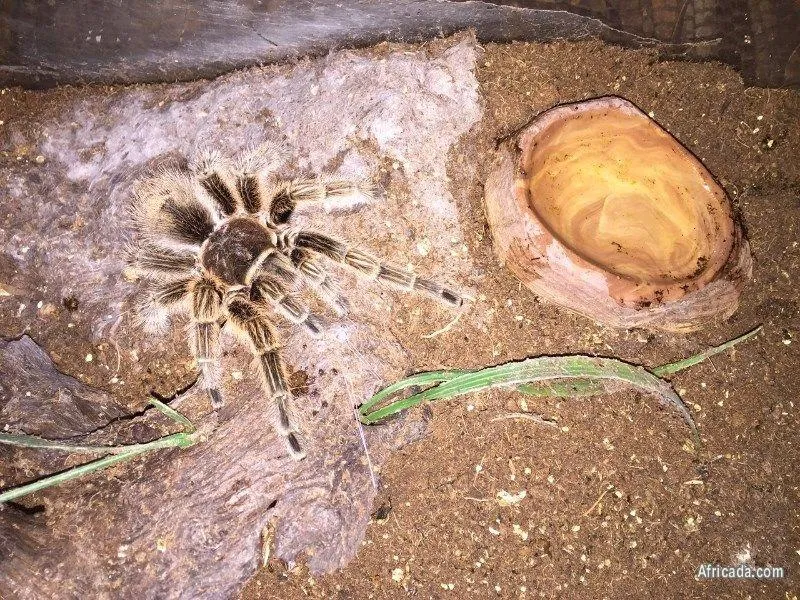 16536 female tarantula identification