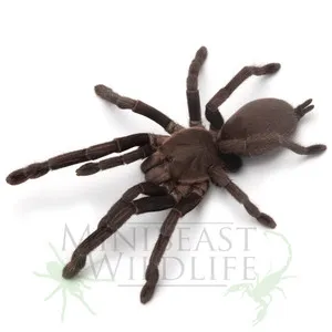 16536 female tarantula main