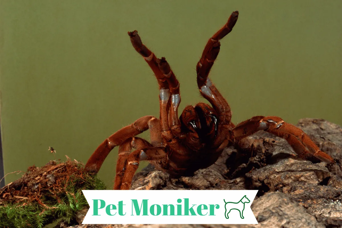 16537 caring tarantula