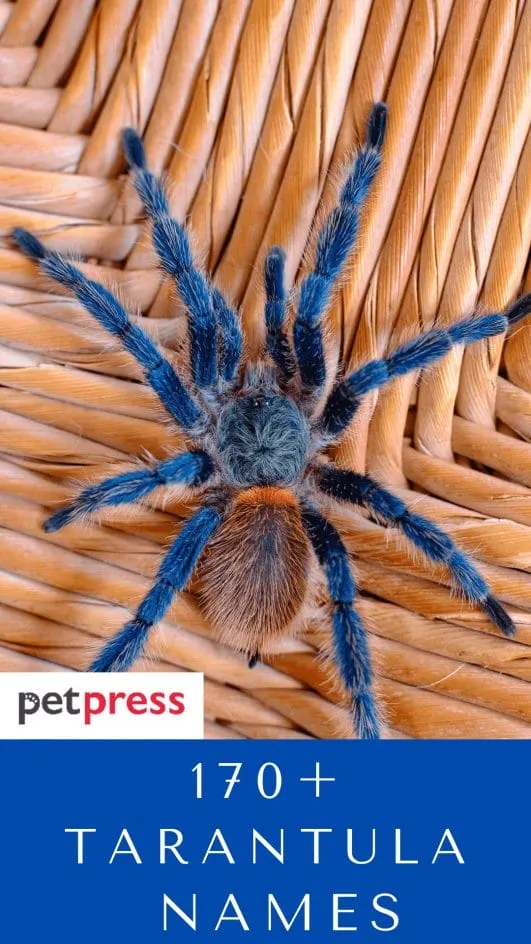 16537 tarantula size appearance