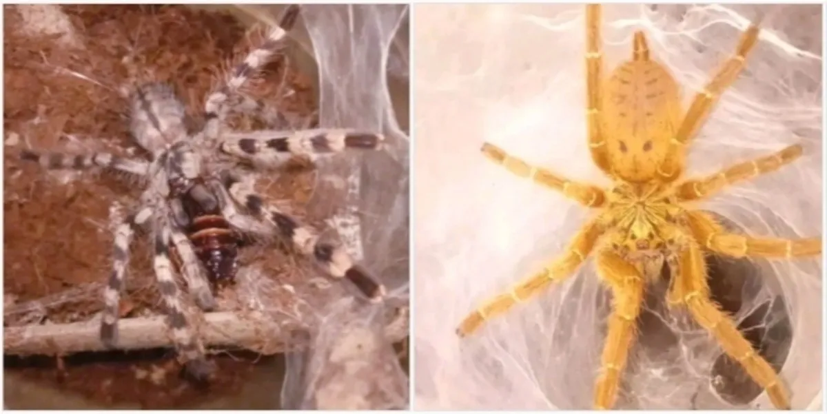 16537 unique tarantula names