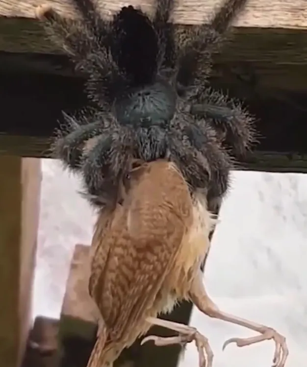 16538 tarantula sourcing