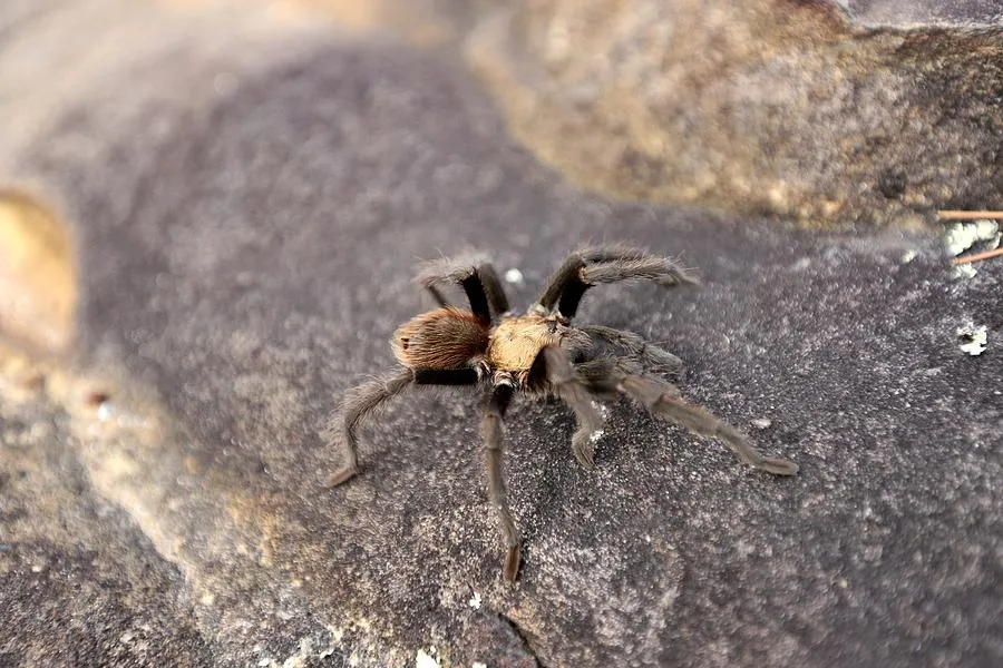16542 arizona blonde tarantula