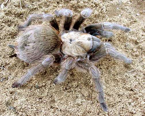 16542 north american tarantula habitat