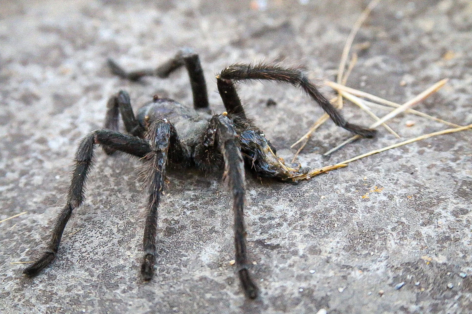 16542 oklahoma brown tarantula