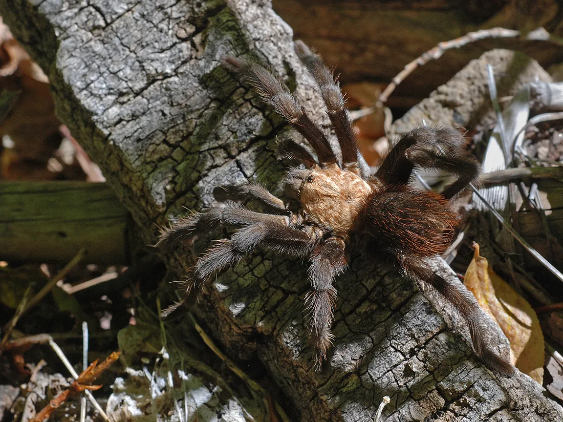 /img/16542-tarantula-conservation.webp