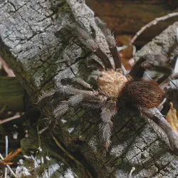 /img/16542-tarantula-conservation.webp
