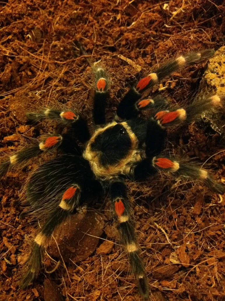 /img/16544-handling-tarantula-after-molt.webp