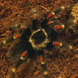 /img/16544-handling-tarantula-after-molt.webp