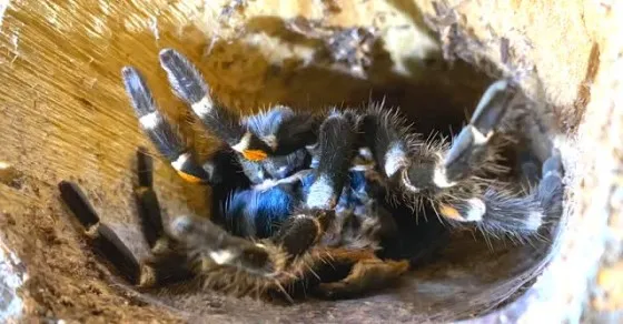 16544 signs of tarantula molting