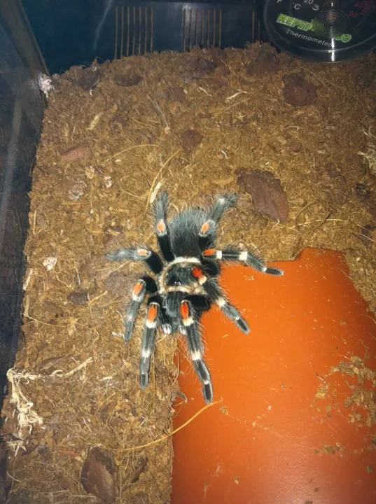 16544 successful tarantula molt