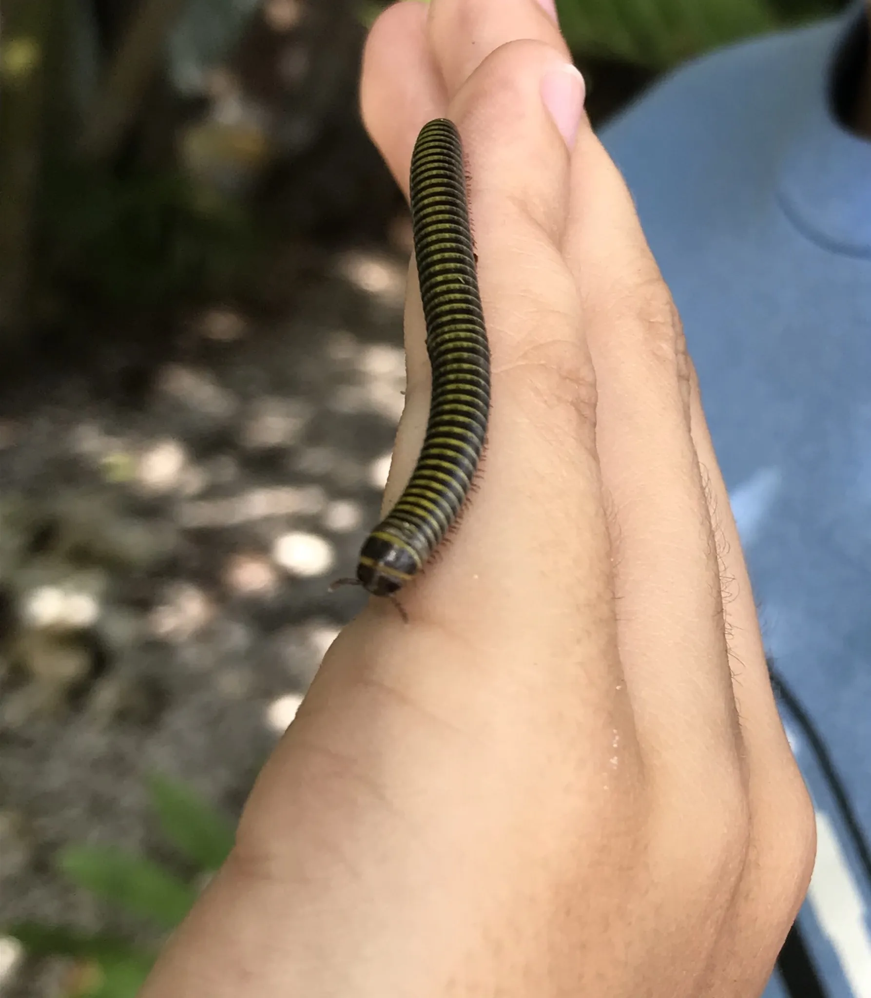 16547 florida tarantula for sale main