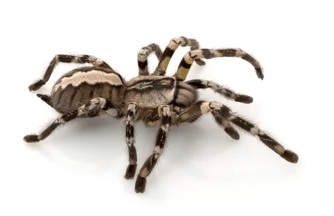 /img/16547-tarantula-habitat-decoration.webp