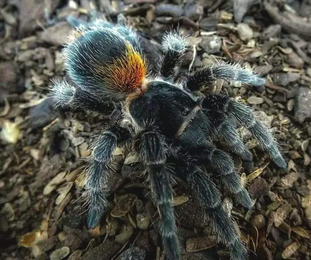 16547 tarantula health check